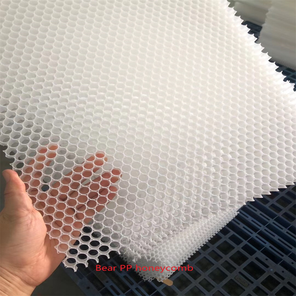 Niedźwiedź PP Honeycomb